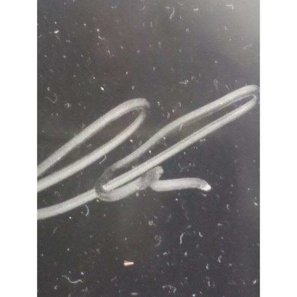 John Travolta Signed Autographed 8x10 Black White Photo Genuine Grease Pulp Feve - Picture 7 of 8